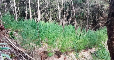 Quatro plantações com 10 mil pés de maconha são destruídas pela PM em Conde