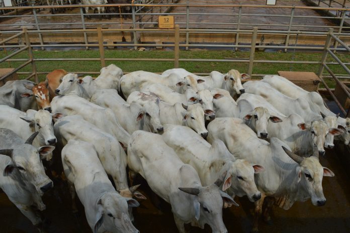 SÃO F. DO CONDE: CAMPANHA DE VACINAÇÃO CONTRA FEBRE AFTOSA VAI ATÉ O DIA 30 DE NOVEMBRO