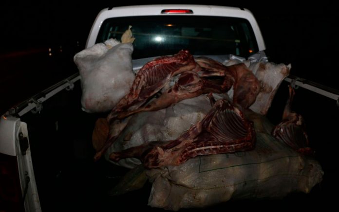 REGIÃO METROPOLITANA: OPERAÇÃO ‘CARRO DE BOI’ APREENDE 4 TONELADAS DE CARNE EM CANDEIAS E POJUCA