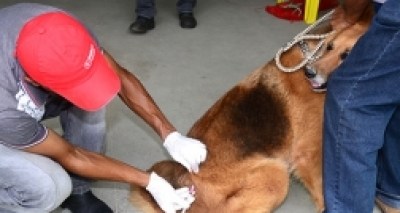 SÃO F. DO CONDE: CAMPANHA REALIZA VACINAÇÃO DE CÃES E GATOS