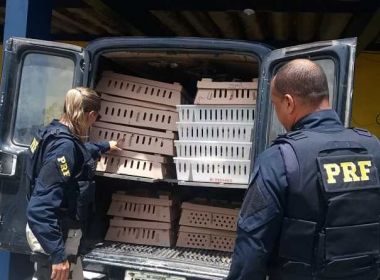 CANDEIAS: CANDEIAS: PRF-BA APREENDE 2 MIL AVES TRANSPORTADAS DE FORMA IRREGULAR