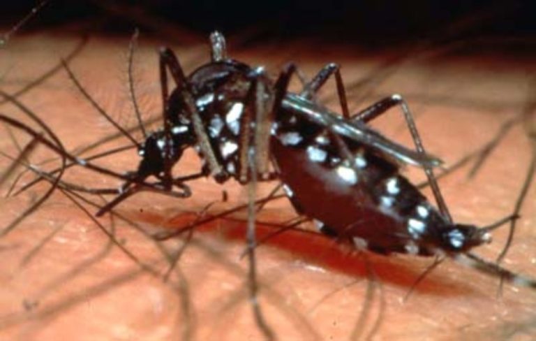 Casos graves de dengue têm alta; idosos são os mais afetados