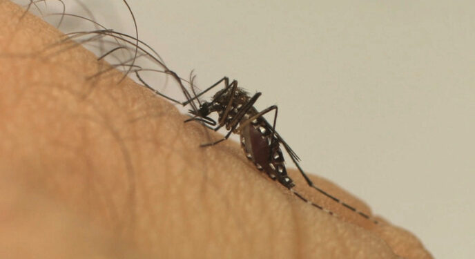 Salvador: Zoonoses realiza operação de combate ao Aedes aegypti