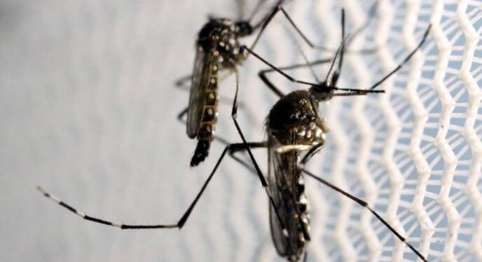 Casos de dengue aumentam quase 60% na Bahia este ano