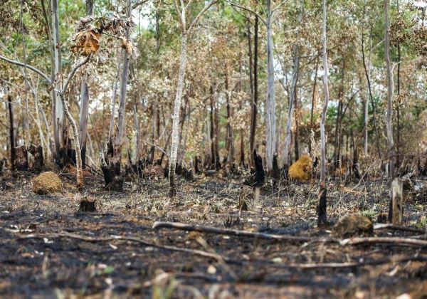 Brasil queimou área equivalente a Colômbia e Chile entre 1985 e 2022