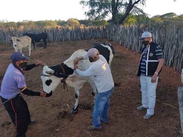 Primeira etapa da campanha contra febre aftosa termina na quarta-feira