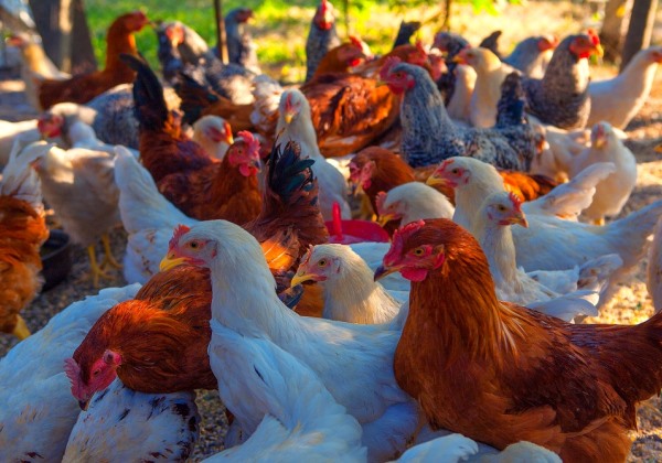 Primeiro caso de gripe aviária em ave silvestre é registrado no estado