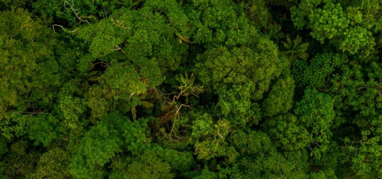 Desmatamento na Mata Atlântica cai 42%; Bahia é o 4º estado com maior queda