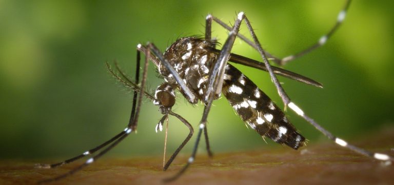 Bahia teve 394% de aumento nos casos de dengue em 2024
