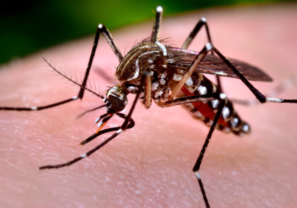 SFC, Candeias, Madre e São Sebastião do Passé estão entre as 521 cidades que receberão a vacina da dengue