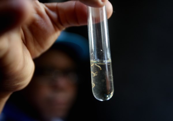 País ultrapassa 1 milhão de casos de dengue em 2024