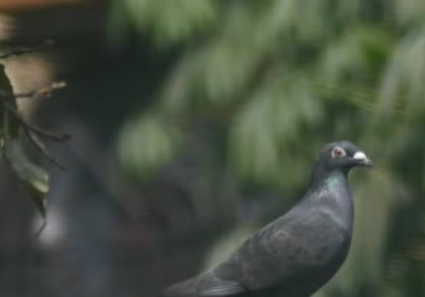 Pombo suspeito de espionagem é liberado após 8 meses de prisão na Índia