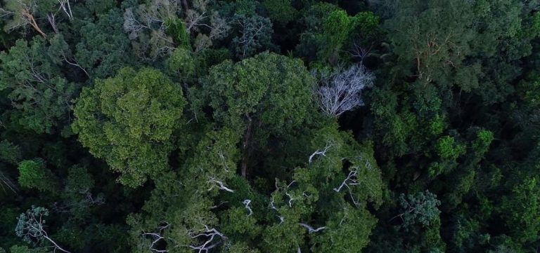 Área queimada no Brasil cresce 410% em fevereiro, aponta estudo