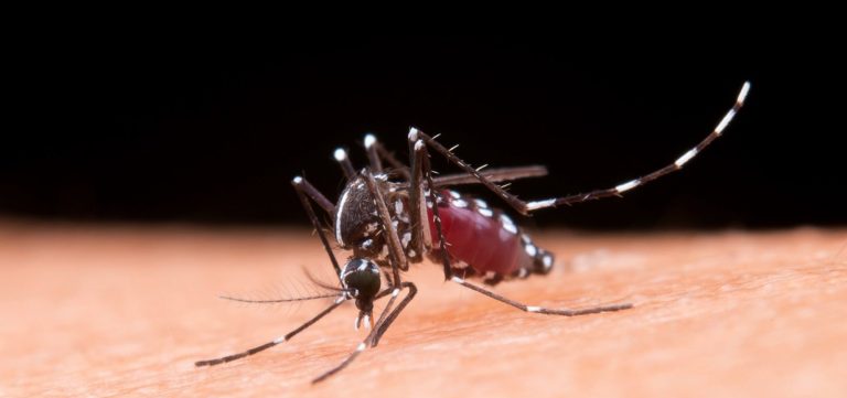 Sobe para 23 o número de mortes por dengue na Bahia