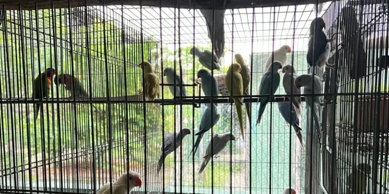 PF e PM fazem operação contra tráfico de animais na Bahia