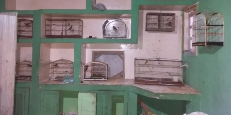 PM resgata 700 aves silvestres no interior baiano