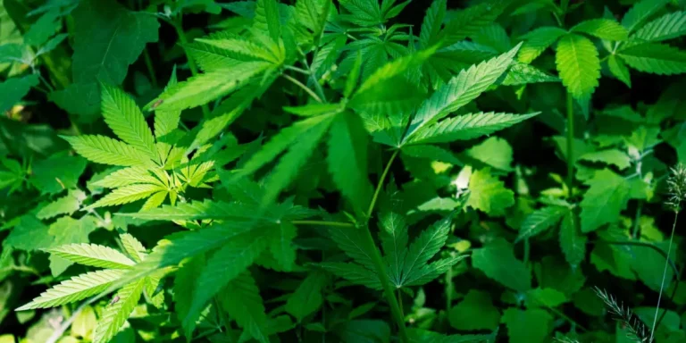 Supremo descriminaliza porte de maconha para consumo próprio