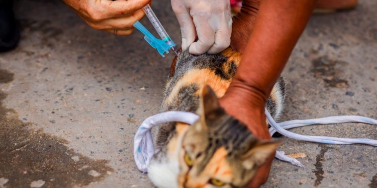 Campanha de vacinação antirrábica é iniciada em Candeias; veja locais