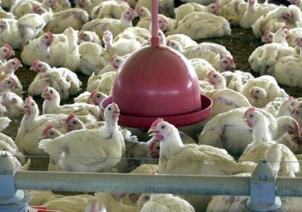 Brasil suspende exportações de carne de aves e seus produtos