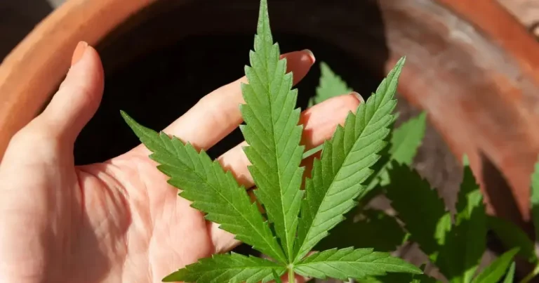 Decisão do STF sobre porte de maconha demanda novos procedimentos