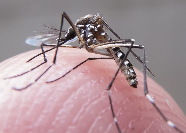 Estado registra 104 mortes por dengue em 2024