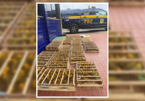Carga com 1,1 mil aves silvestres é apreendida no interior da Bahia