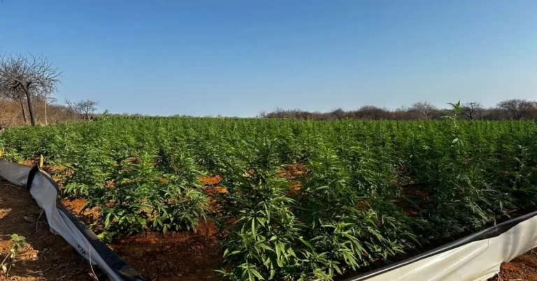 Mais de oito toneladas de drogas são apreendidas nos primeiros dez meses de 2024 na Bahia