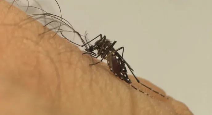 Casos de dengue em 2024 passam de 6,4 milhões; mortes somam quase 6 mil