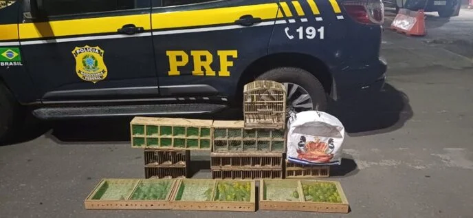 PRF resgata 135 aves silvestres em transporte ilegal na Bahia