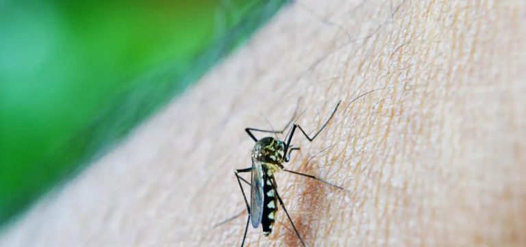 Brasil ultrapassa 1 milhão de casos prováveis de dengue em 2025