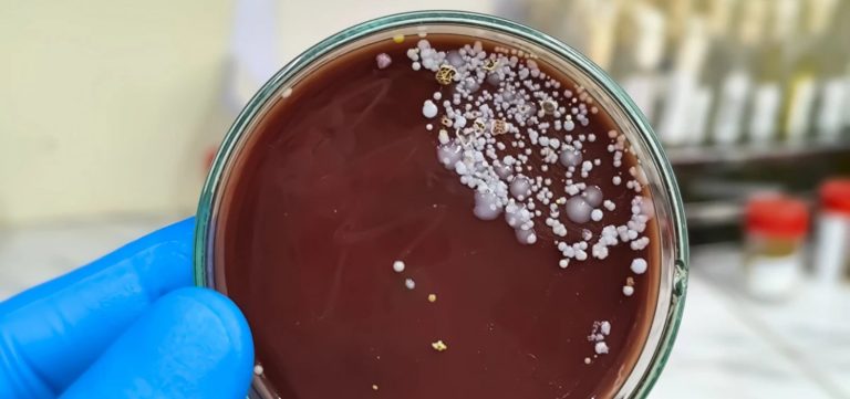 Anvisa emite alerta após surtos do “superfungo” em São Paulo e Pernambuco