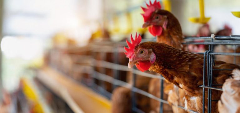 Gripe aviária: Exame de trabalhador de granja no RS tem resultado negativo para o vírus