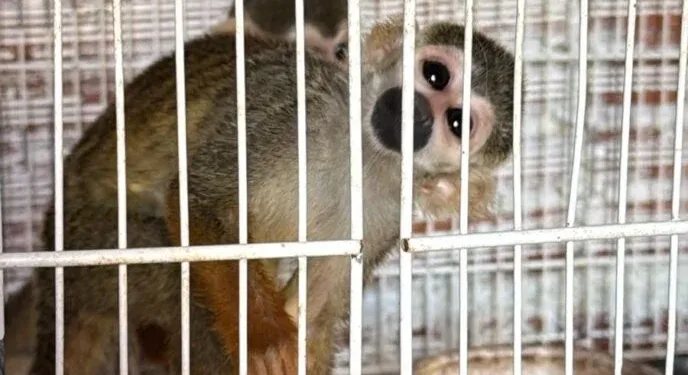 PF apreende animais silvestres ameaçados de extinção no interior baiano