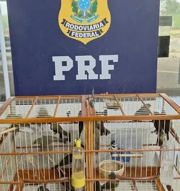 PRF resgata mais de 20 aves silvestres em ônibus interestaduais na Bahia