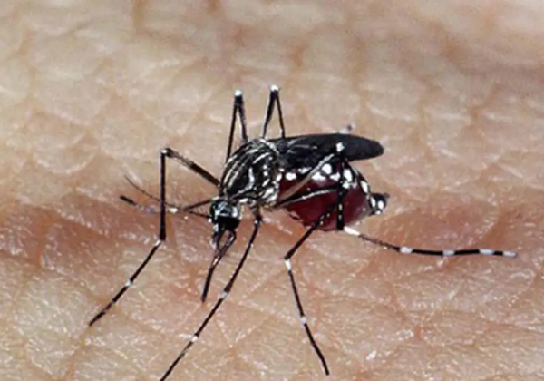 Estado tem redução de mais 90% nos casos de dengue e Chikungunya