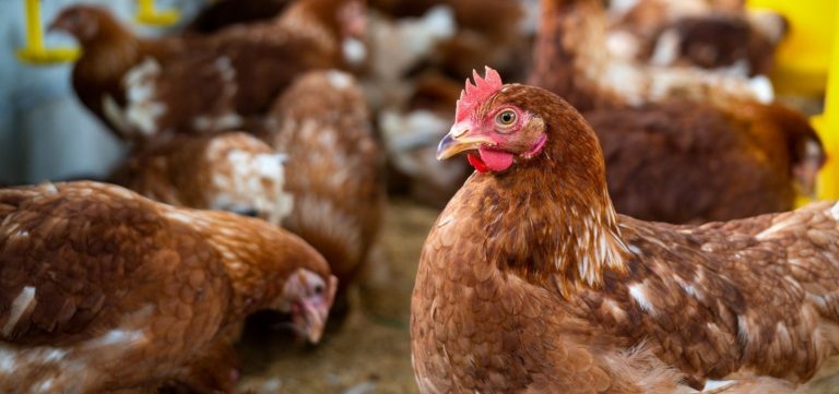 Quarto foco de gripe aviária é registrado em aves domésticas no Brasil