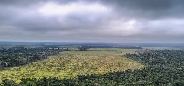 Desmatamento na Amazônia cresce 27% no 1º semestre de 2025