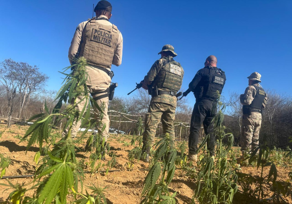 Polícia incinera 25 mil pés de maconha em município baiano