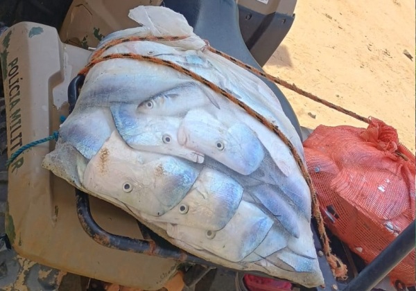 PM apreende 100 kg de pescados em Ilha dos Frades