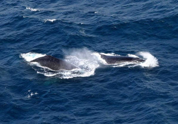 Avistamento de baleias-jubarte em Salvador cresce 40% e bate recorde histórico