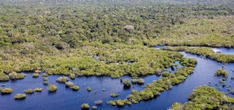 COP30: governo cobra R$ 476 milhões de infratores ambientais