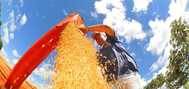 IBGE prevê queda de 3,7% na safra de grãos em 2026 após produção recorde em 2025