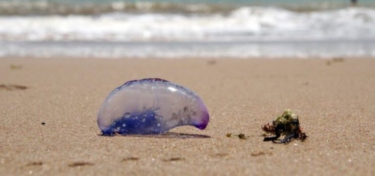 Salvamar alerta banhistas sobre caravelas-portuguesas nas praias de Salvador