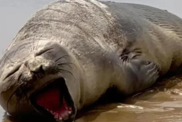 Elefante-marinho-do-sul é encontrado em praia do Nordeste