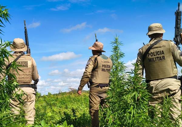 Polícia Militar erradica 22 mil pés de maconha no Norte da Bahia