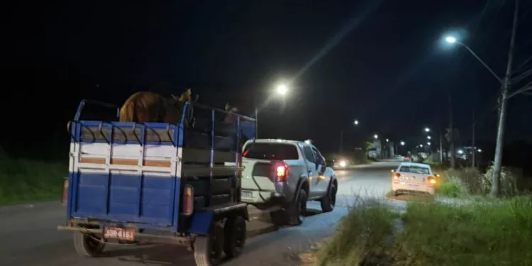 Candeias: Prefeitura intensifica recolhimento de animais soltos na BA-522