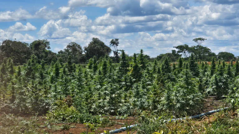 Polícia erradica plantação com cerca de 180 mil pés de maconha na Chapada Diamantina