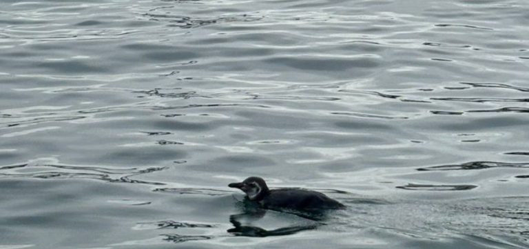 Pinguim é resgatado após aparecer em área portuária de Salvador